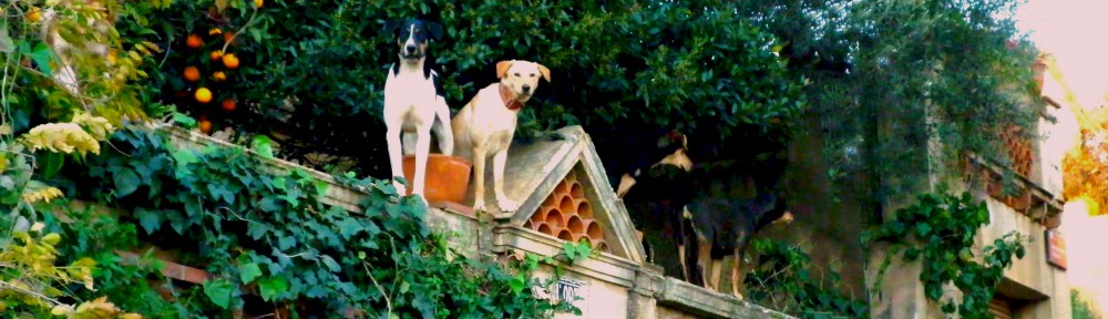 perros de techo